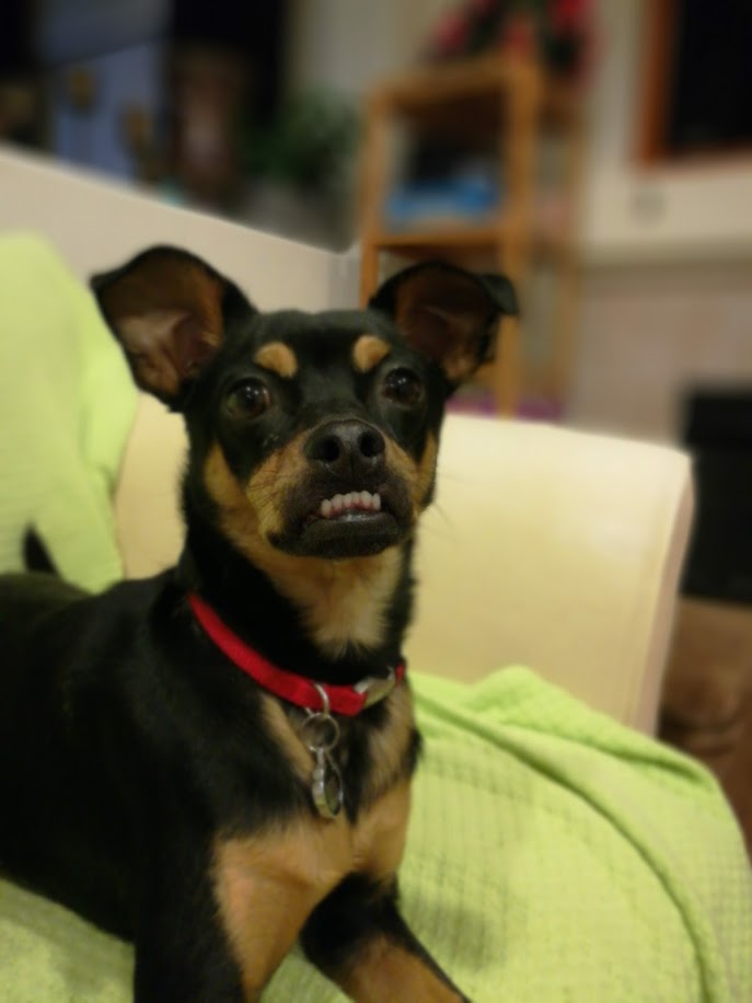 Doggo